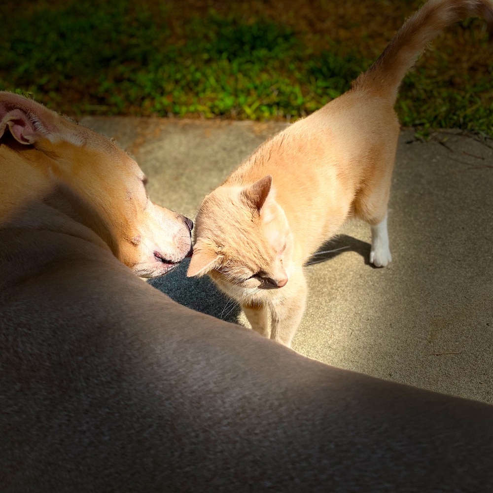 Free pics 🐈 🐕